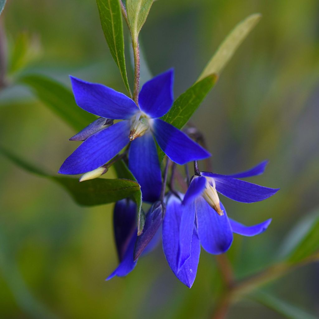 Sollya heterophylla Ultra Blue