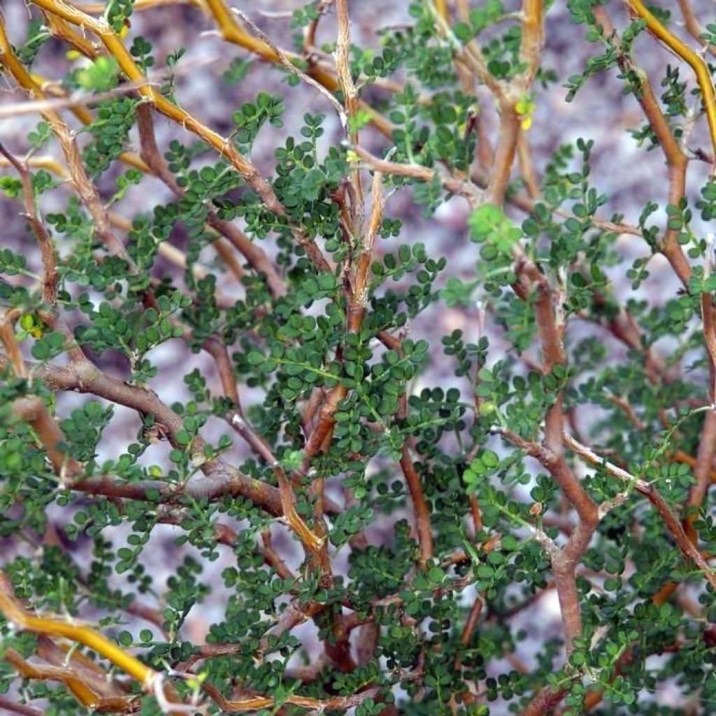 Sophora prostrata Little Baby - Schnurbaum