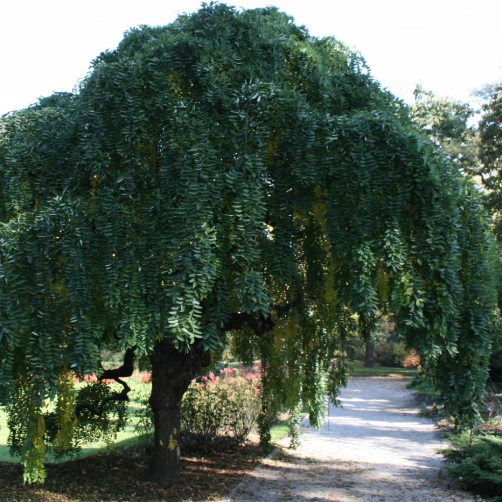 Sophora japonica Pendula - Japanischer Schnurbaum