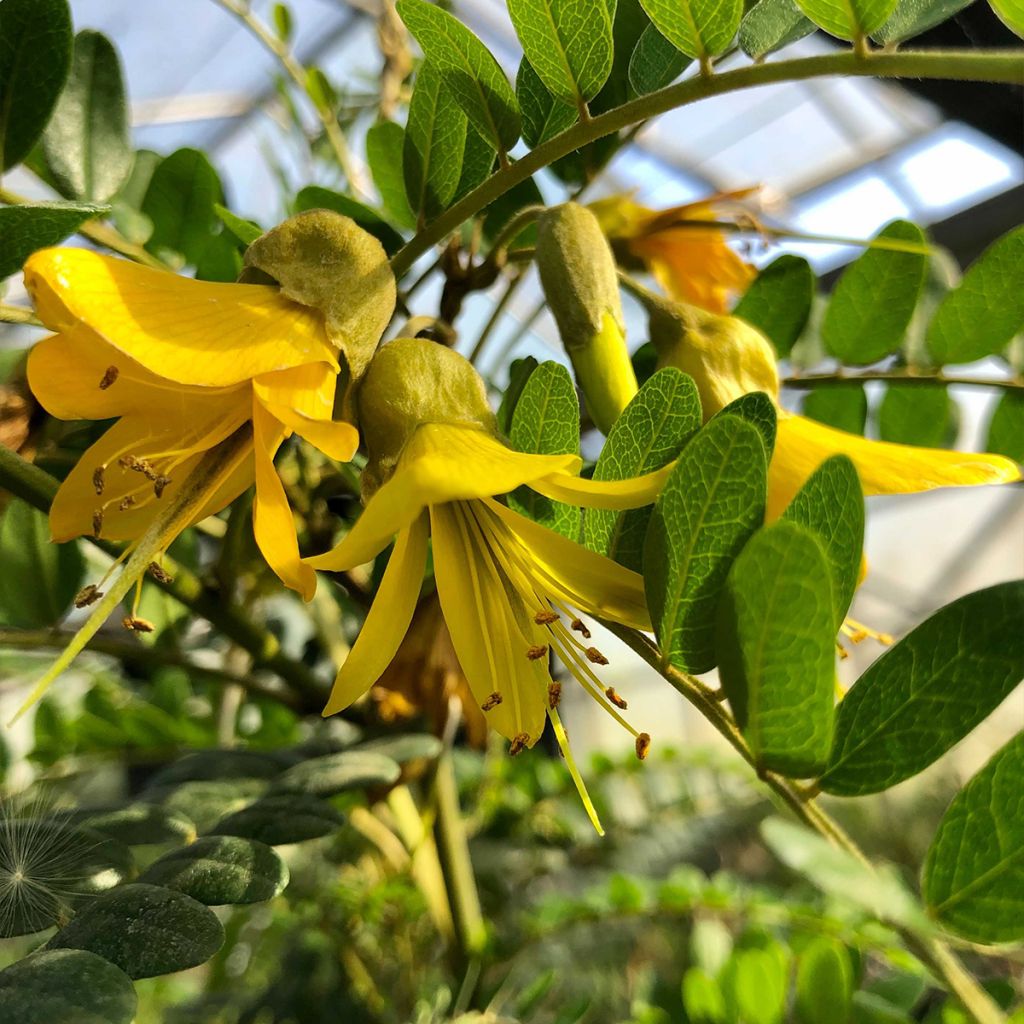 Sophora microphylla Sun King