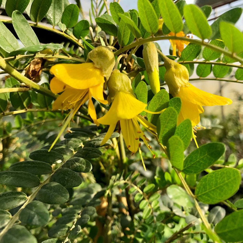 Sophora microphylla Sun King