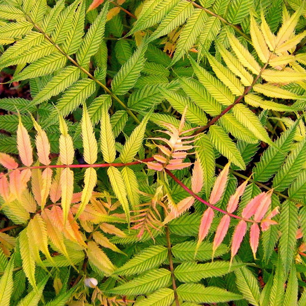 Sorbaria sorbifolia Sem - Fausse Spirée à feuilles de sorbier