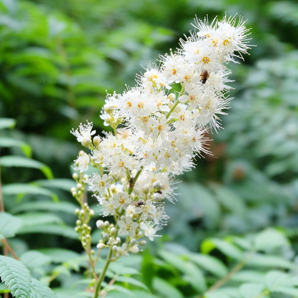 Sorbaria tomentosa Stick & Feathers - Sorbaire tomenteuse