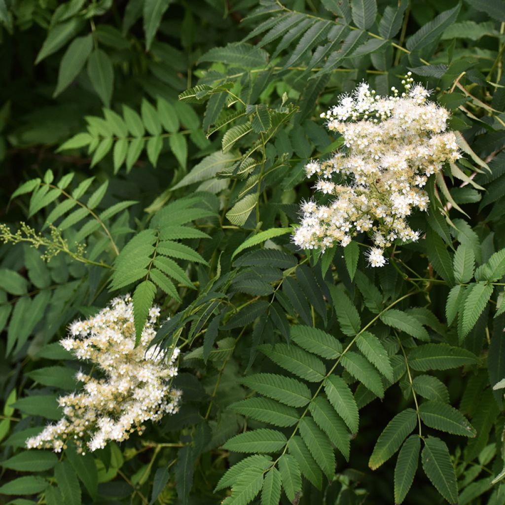 Sorbaria tomentosa Stick & Feathers - Sorbaire tomenteuse