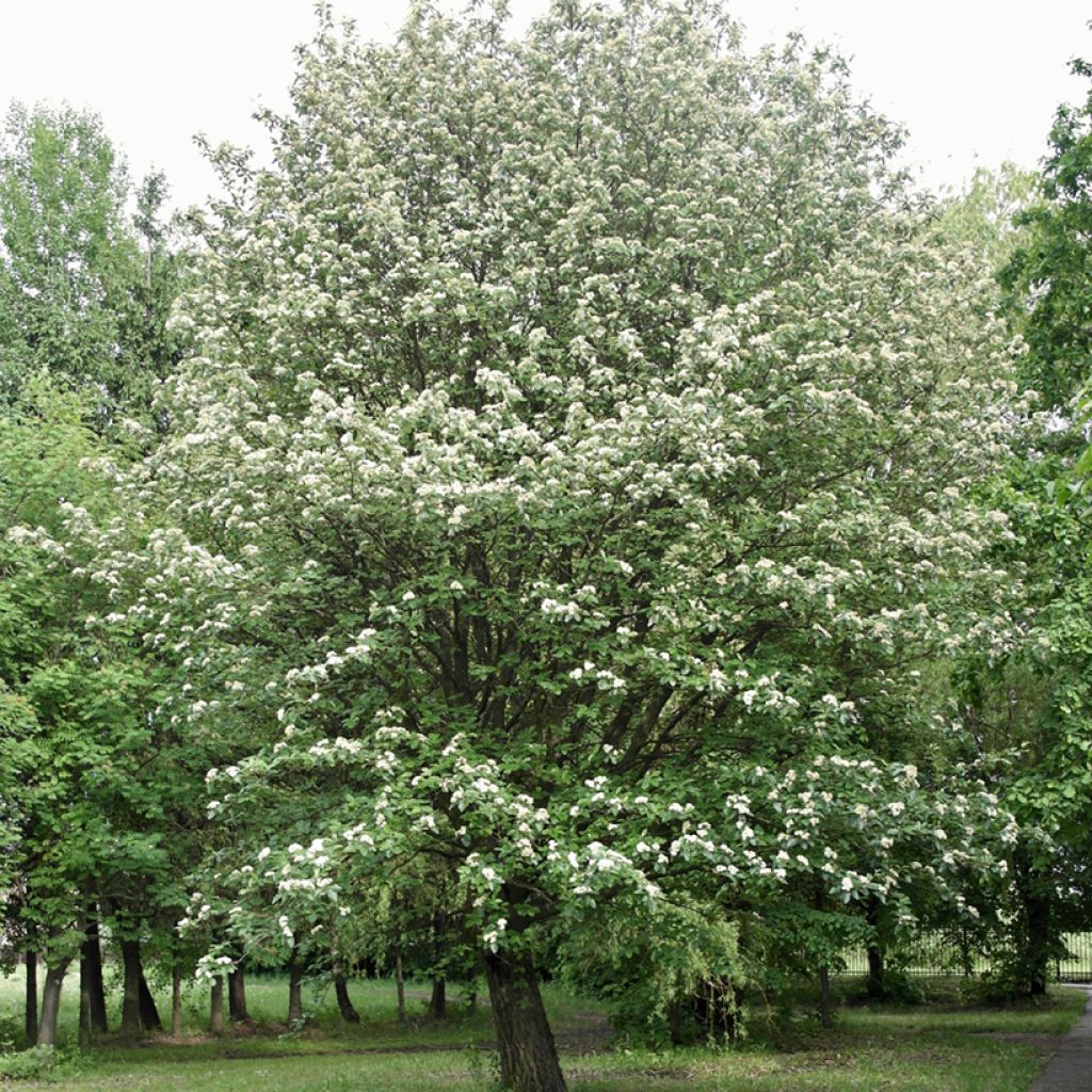 Mehlbeere Brouwers - Sorbus intermedia