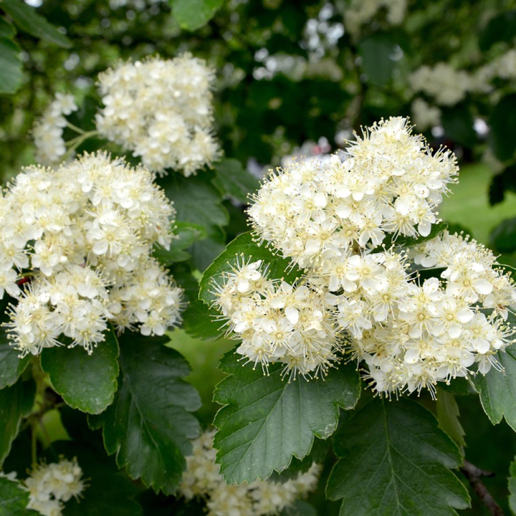 Sorbier, Alisier - Sorbus intermedia Brouwers