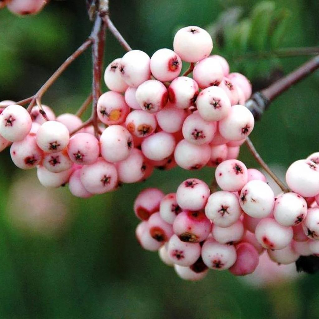 Mehlbeere Pink Veil - Sorbus arnoldiana