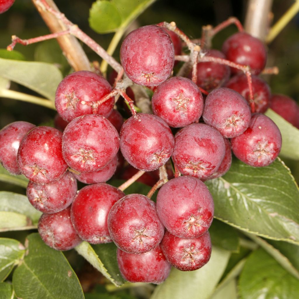 Vogelbeere Alaja Krupnaja - Sorbus aucuparia 