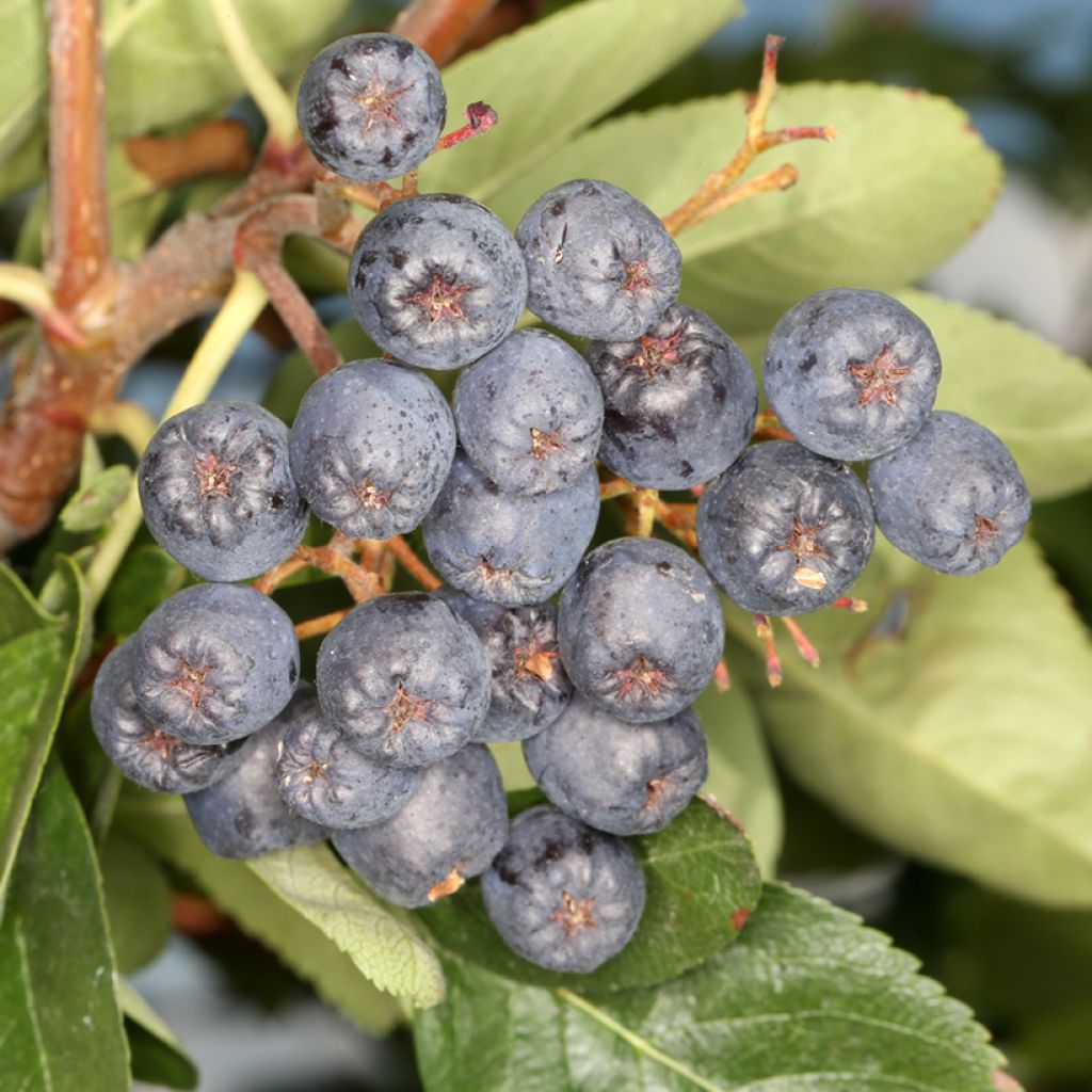 Vogelbeere Black Ruby - Sorbus x aucuparia