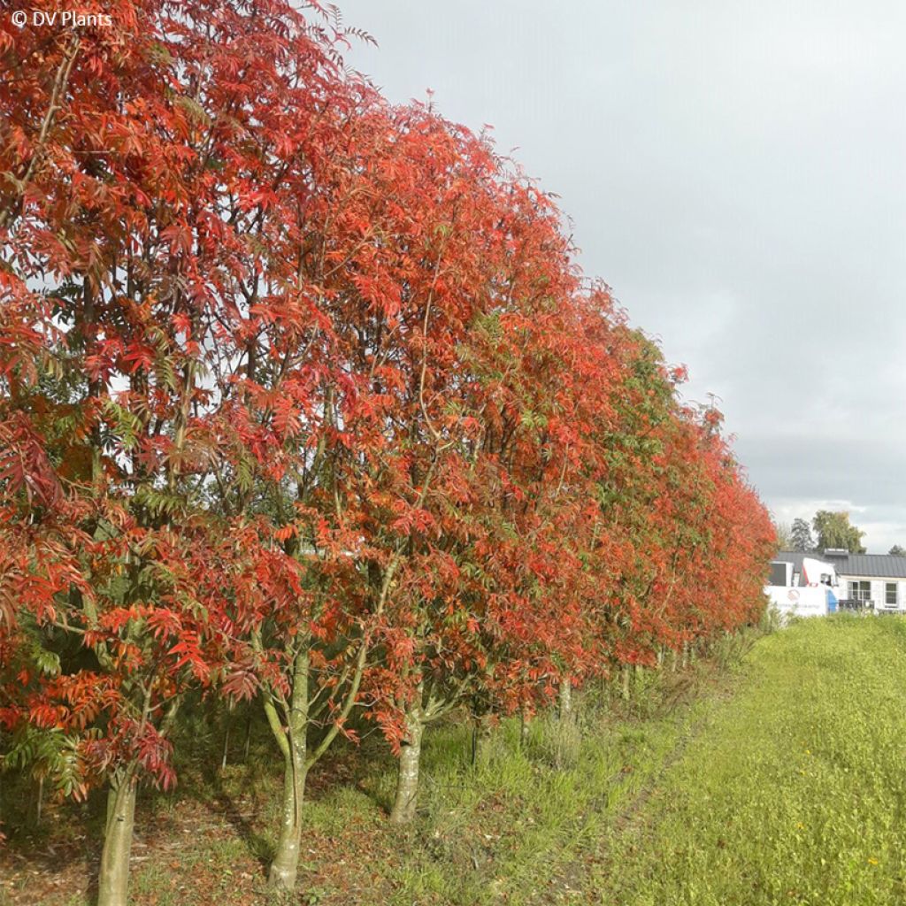 Mehlbeere Dodong (Olympic Flame) - Sorbus commixta var. ulleungensis