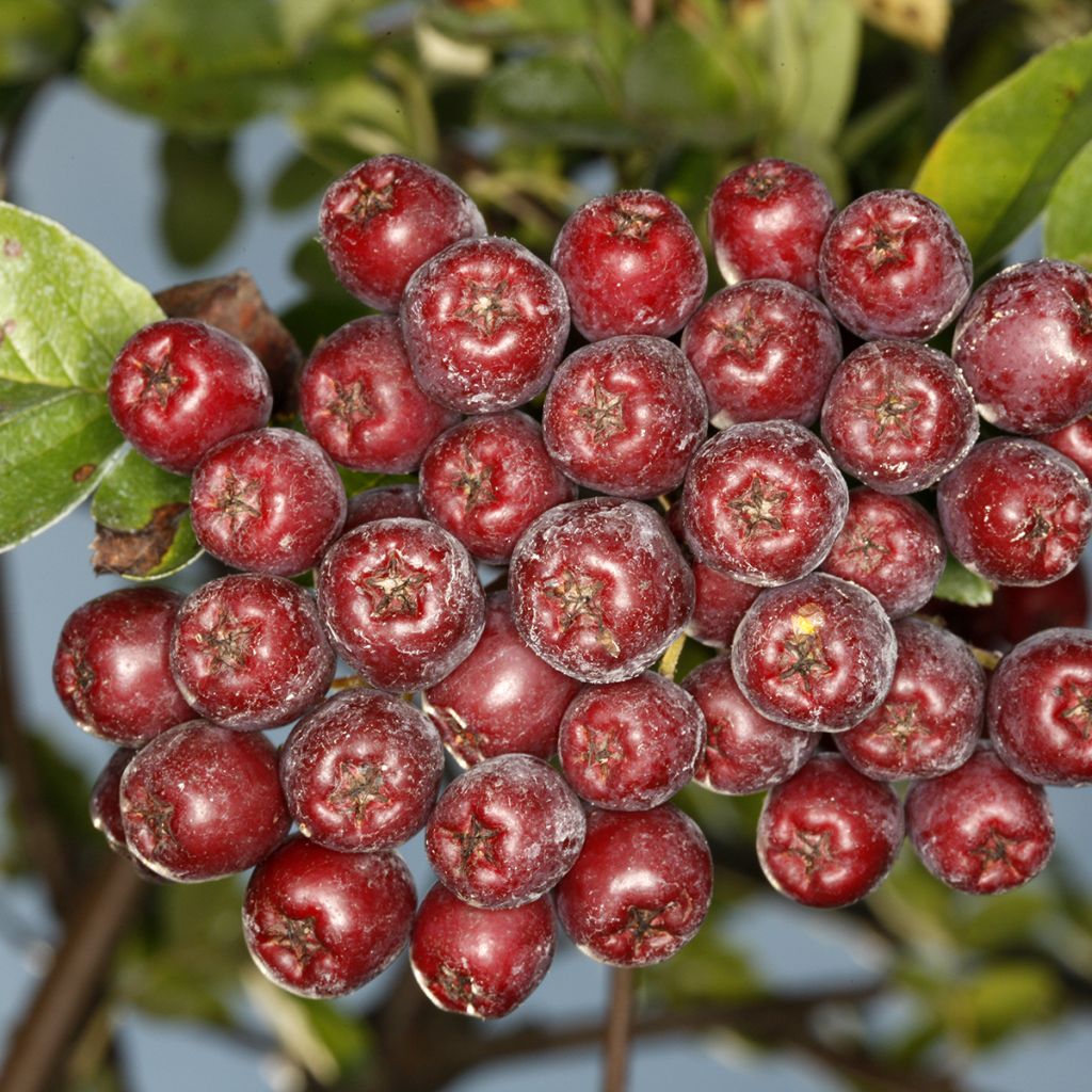 Crataegosorbus Grananatnaja - Ebereschen-Weißdorn