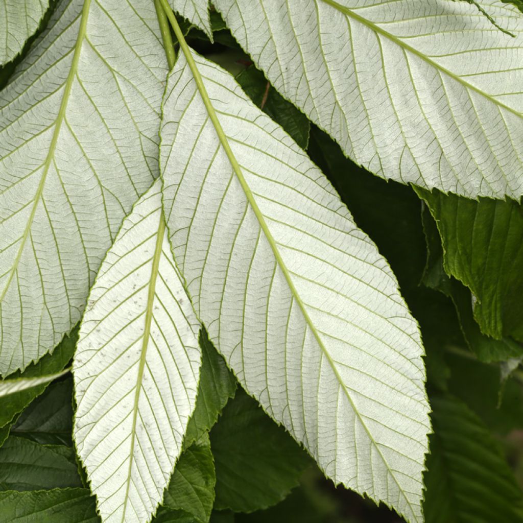 Berg-Esche John Bond - Sorbus hemsleyi