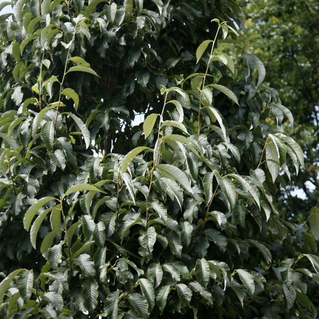 Berg-Esche John Bond - Sorbus hemsleyi