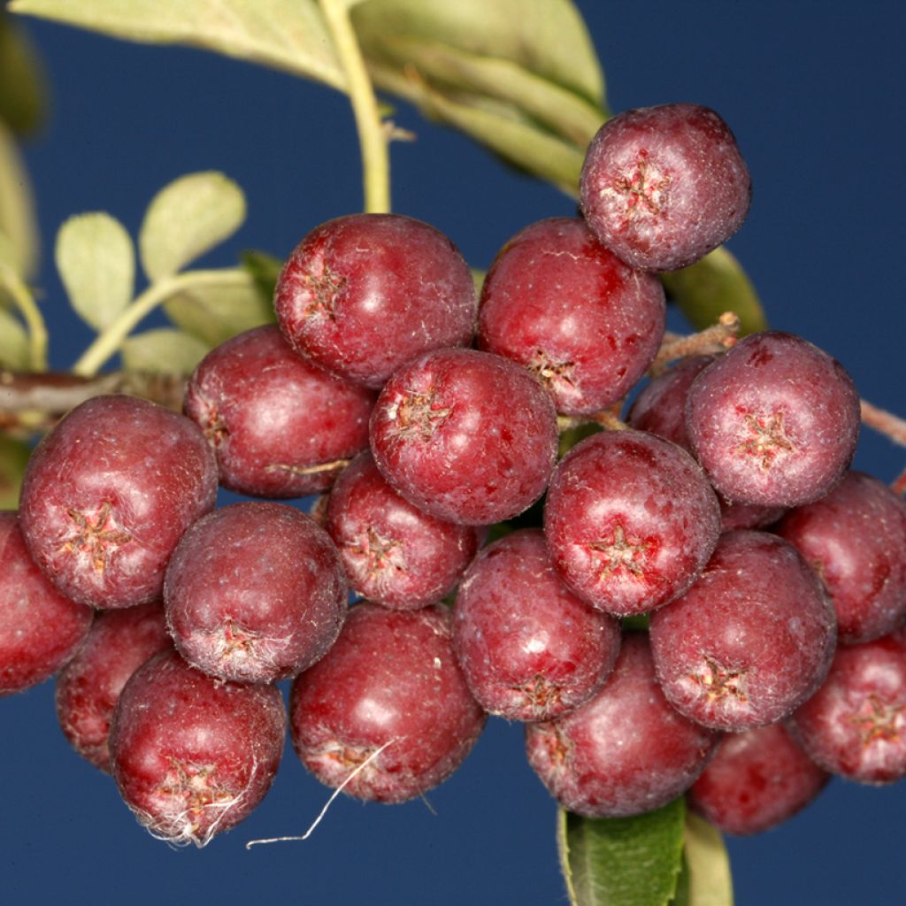 Vogelbeere Krasavica - Sorbus aucuparia 