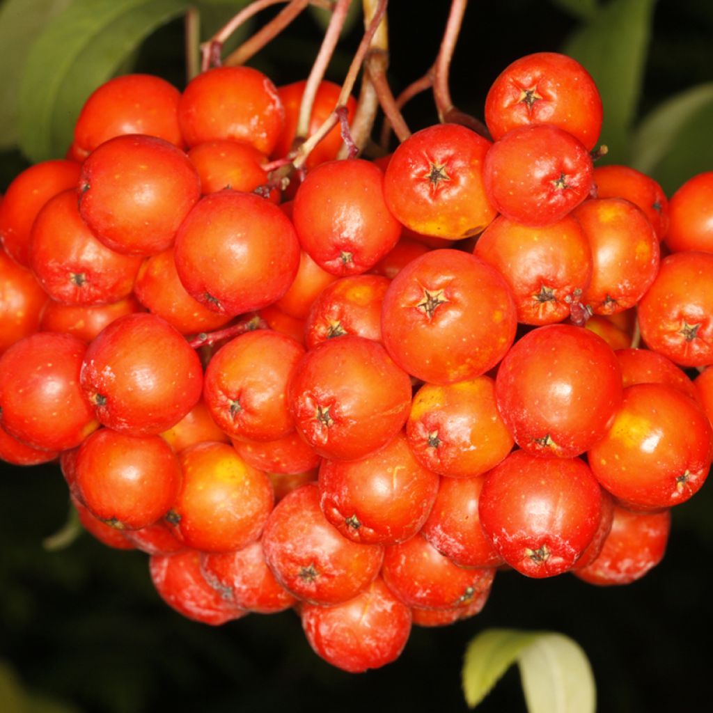 Vogelbeere Krasnaja Krupnaja - Sorbus aucuparia 