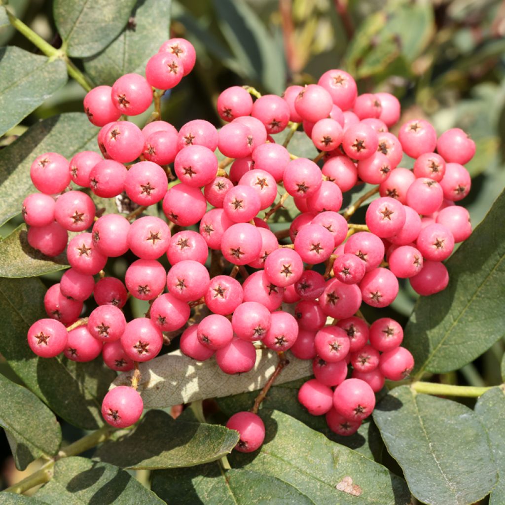 Vogelbeere Leonard Messel - Sorbus