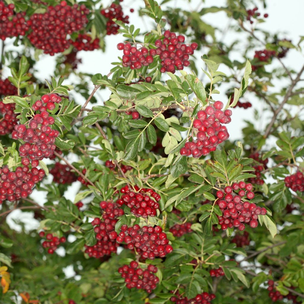 Eberesche Rubinowaja - Sorbus x Pyrus