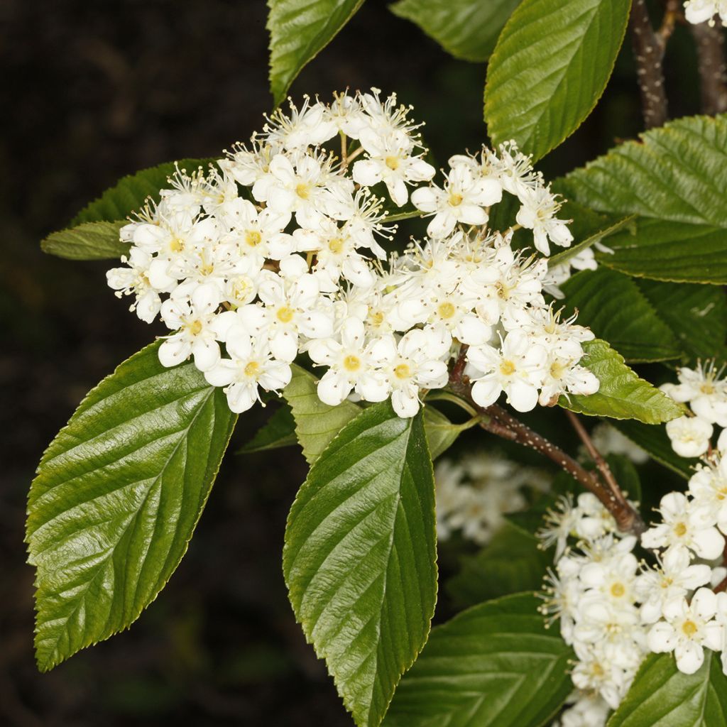 Mehlbeere Red Bird - Sorbus alnifolia