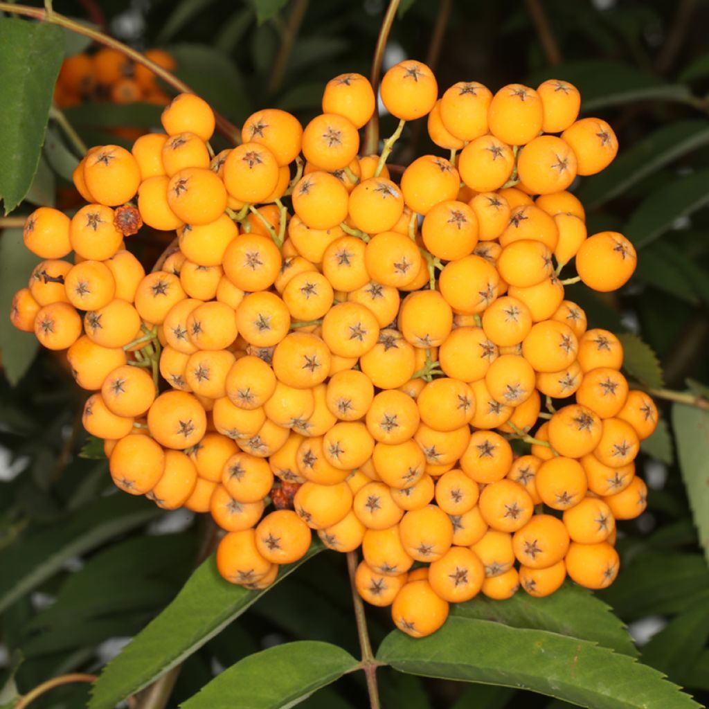 Mehlbeere Schouten - Sorbus x arnoldiana