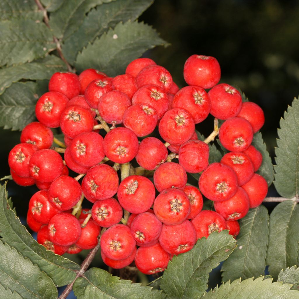 Vogelbeere Fastigiata - Sorbus aucuparia 