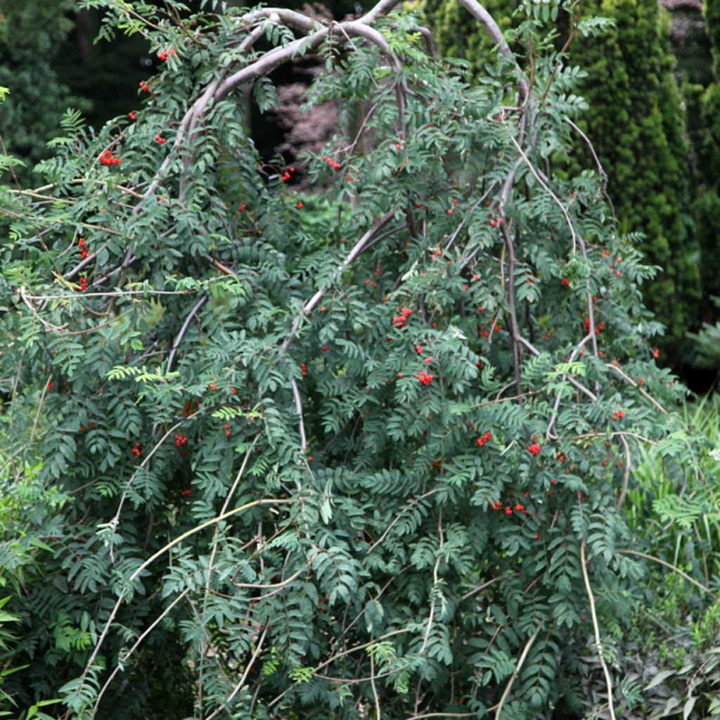 Vogelbeere Pendula - Sorbus aucuparia