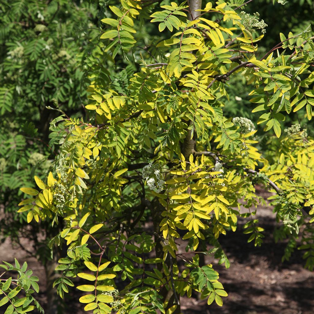 Vogelbeere Pendula Variegata - Sorbus aucuparia