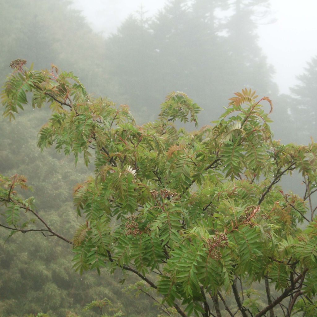 Taiwan-Vogelbeere - Sorbus randaiensis