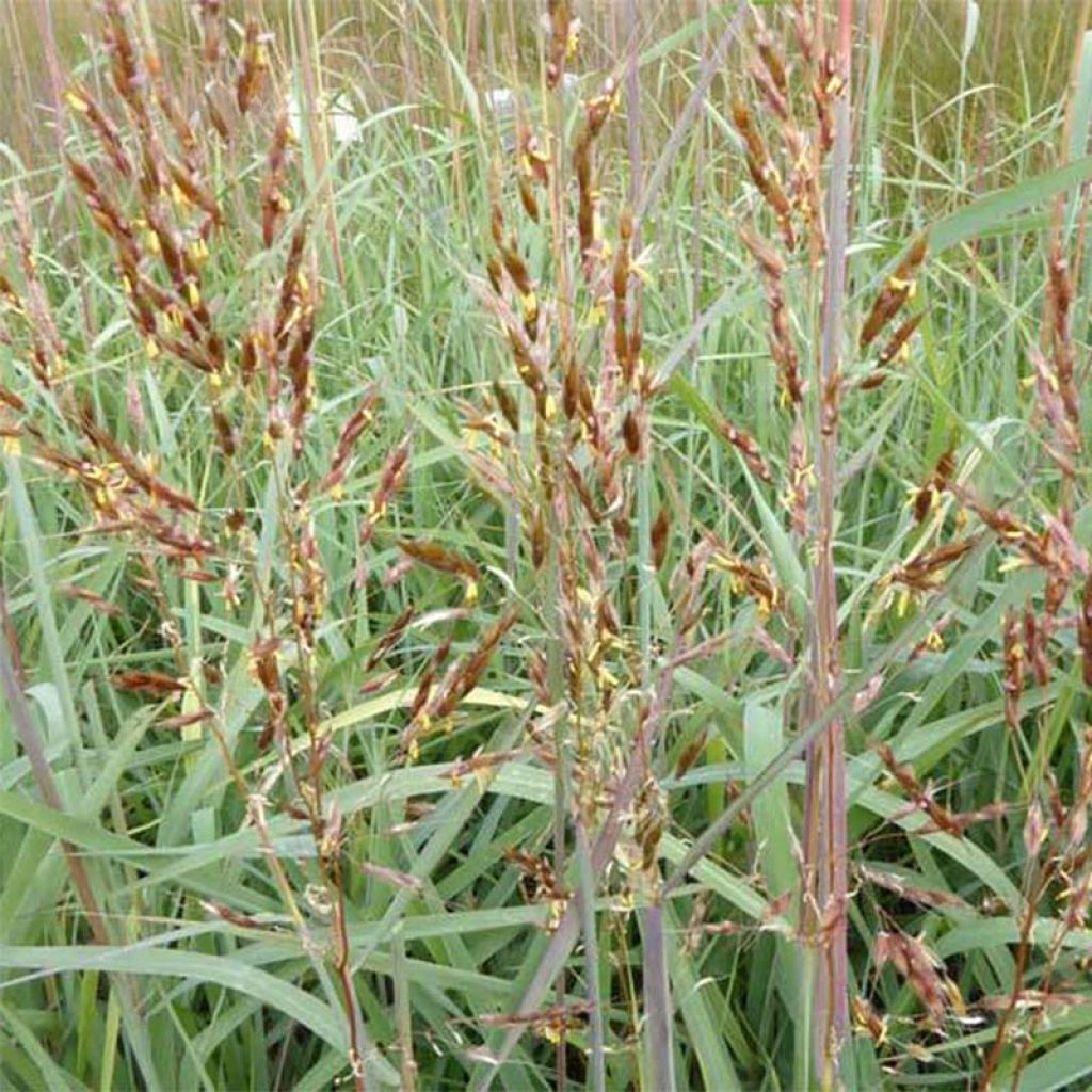 Sorghastrum nutans - Indianergras