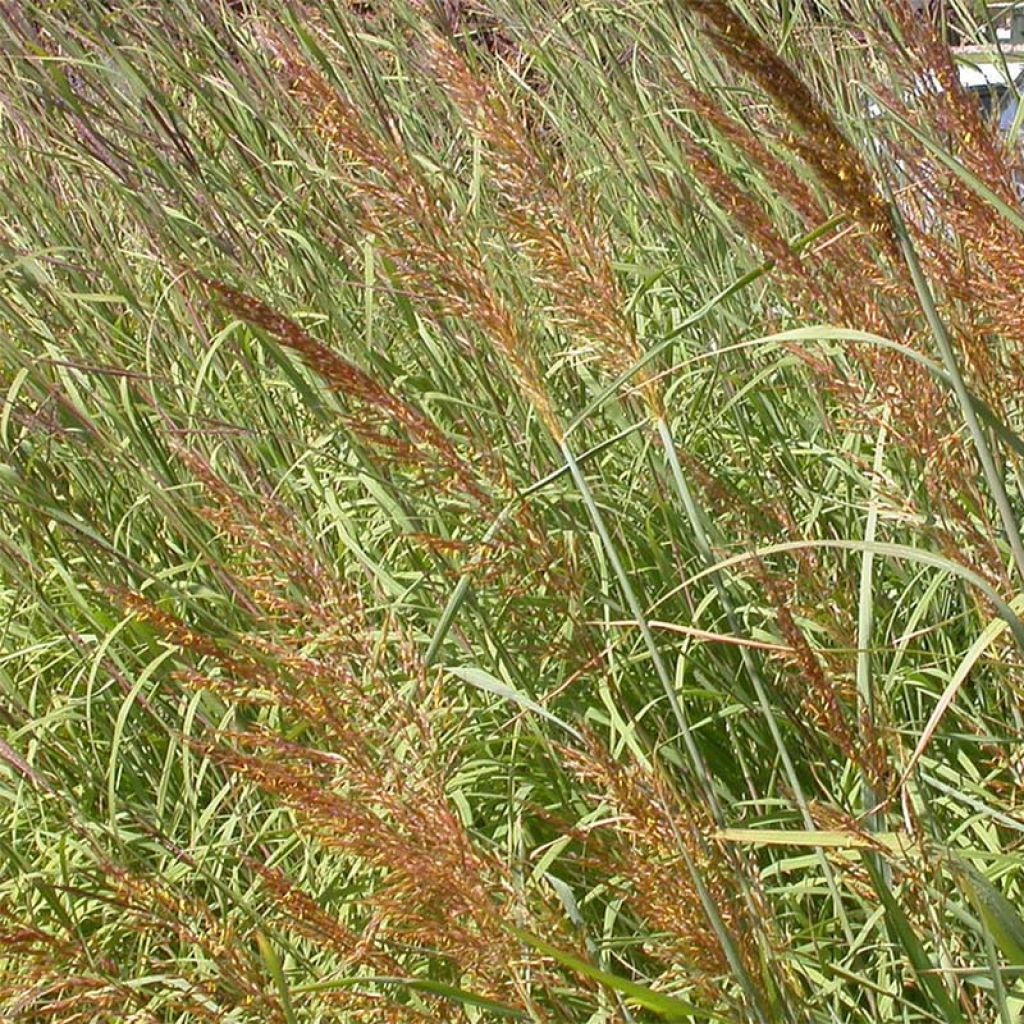 Sorghastrum nutans - Herbe des indiens