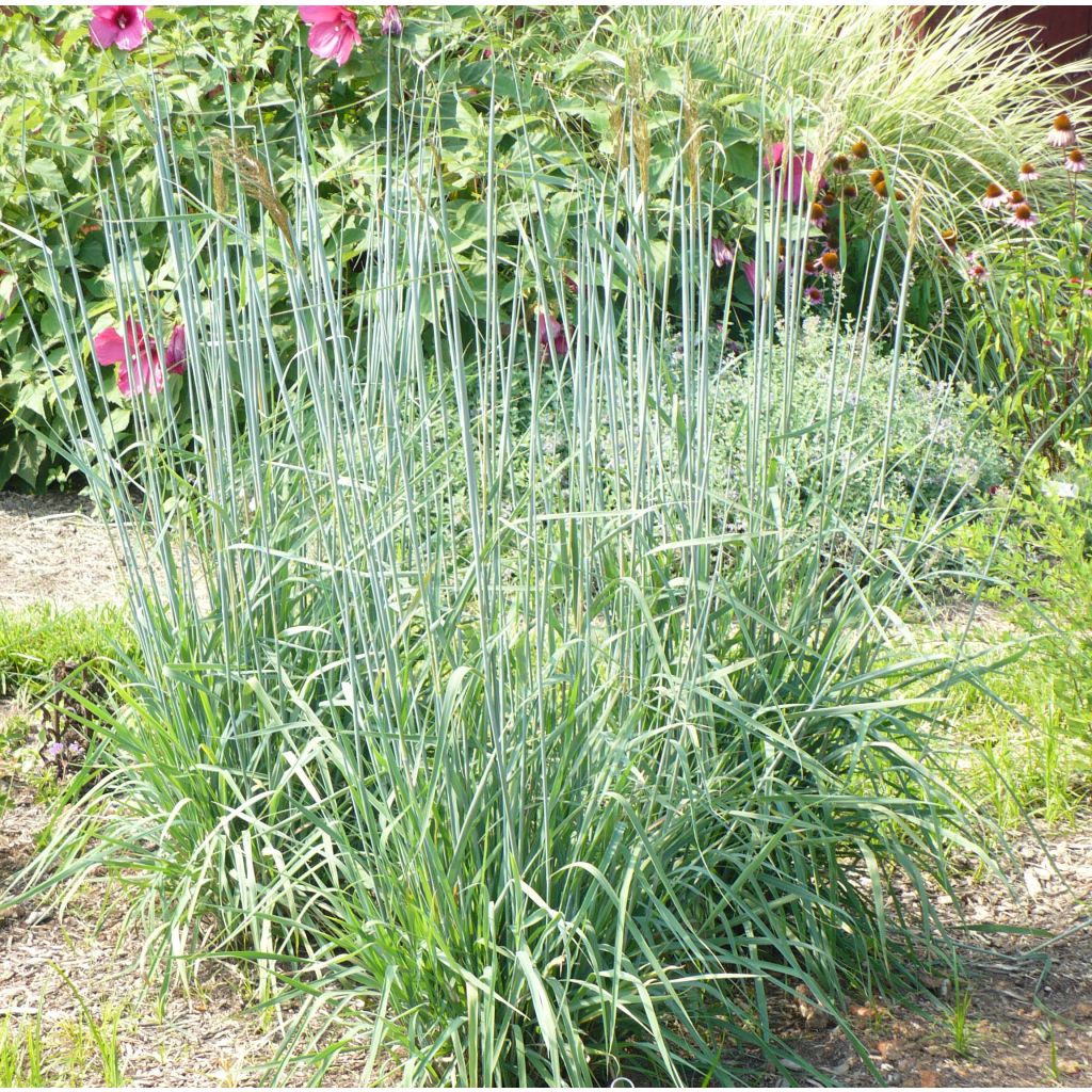 Sorghastrum nutans Sioux Blue - Herbe des Indiens