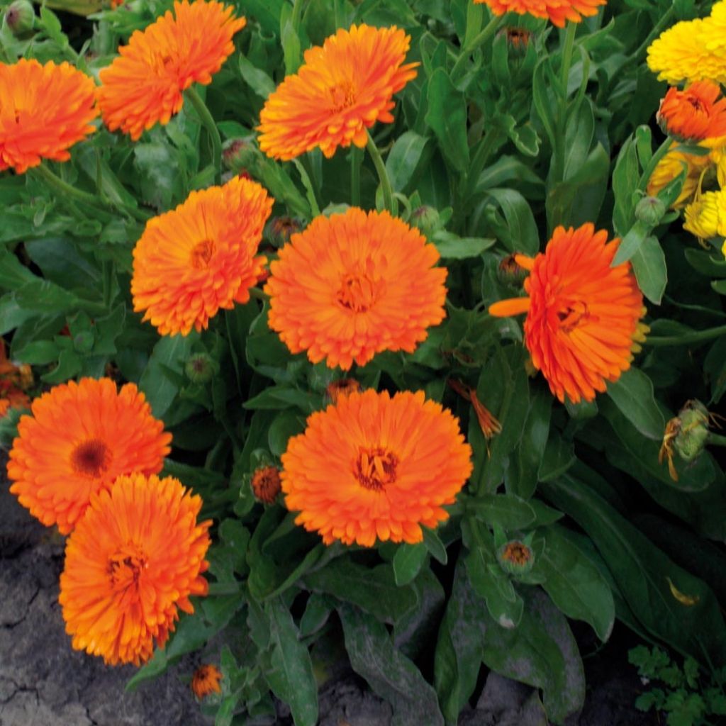 Ringelblume Gitane Orange - Calendula officinalis