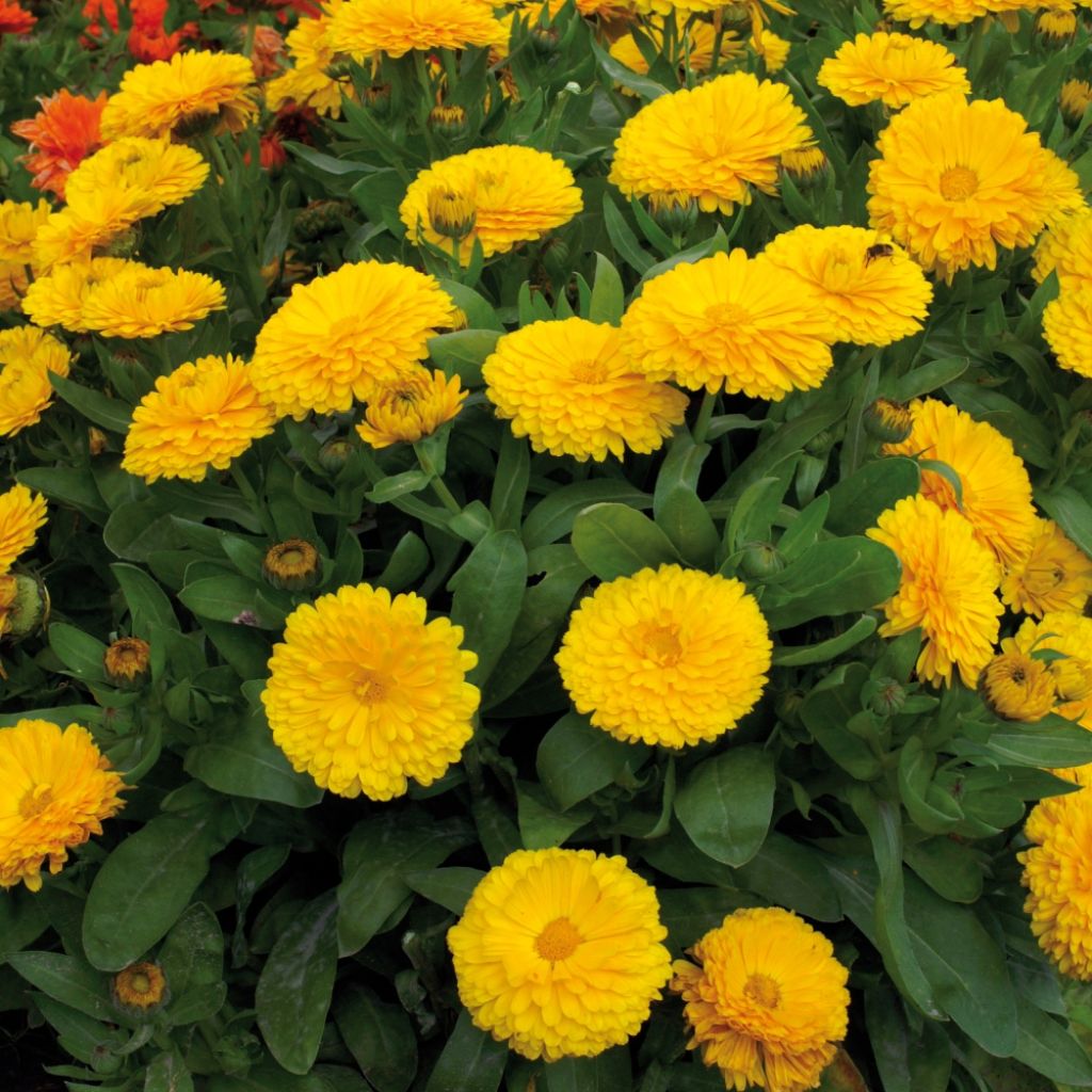 Ringelblume Gitana Yellow - Calendula officinalis