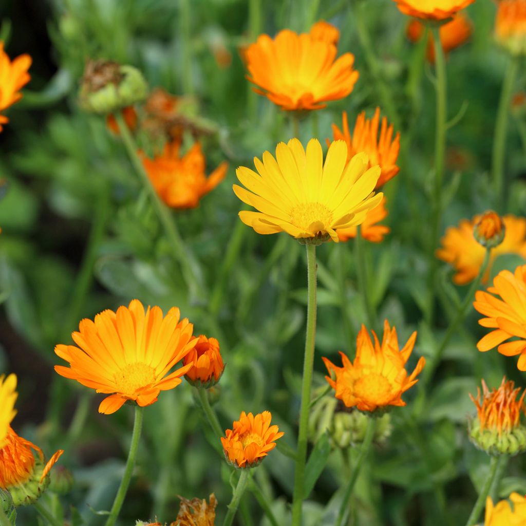 Garten-Ringelblume - Calendula officinalis