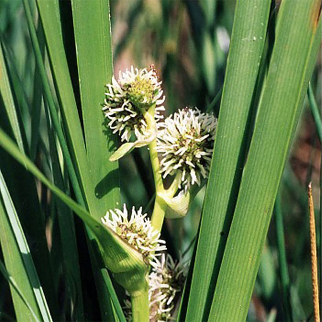 Sparganium erectum - Ästige Igelkolben