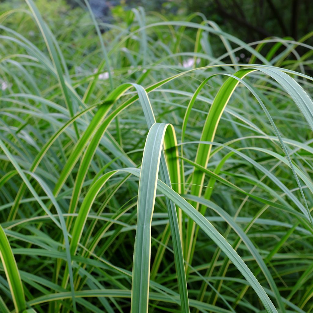 Spartina pectinata Aureomarginata - Goldrand-Schilf