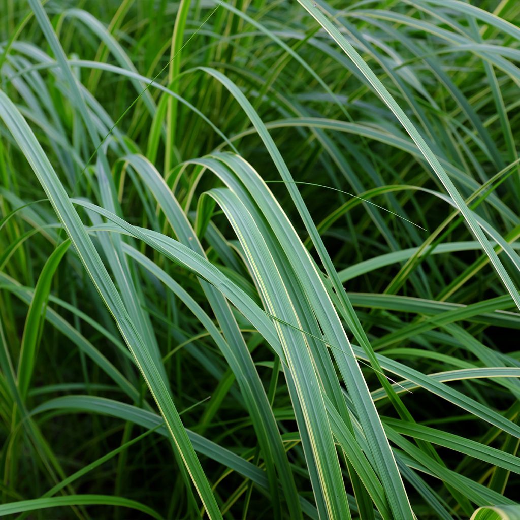 Spartina pectinata Aureomarginata - Spartine pectinée panachée