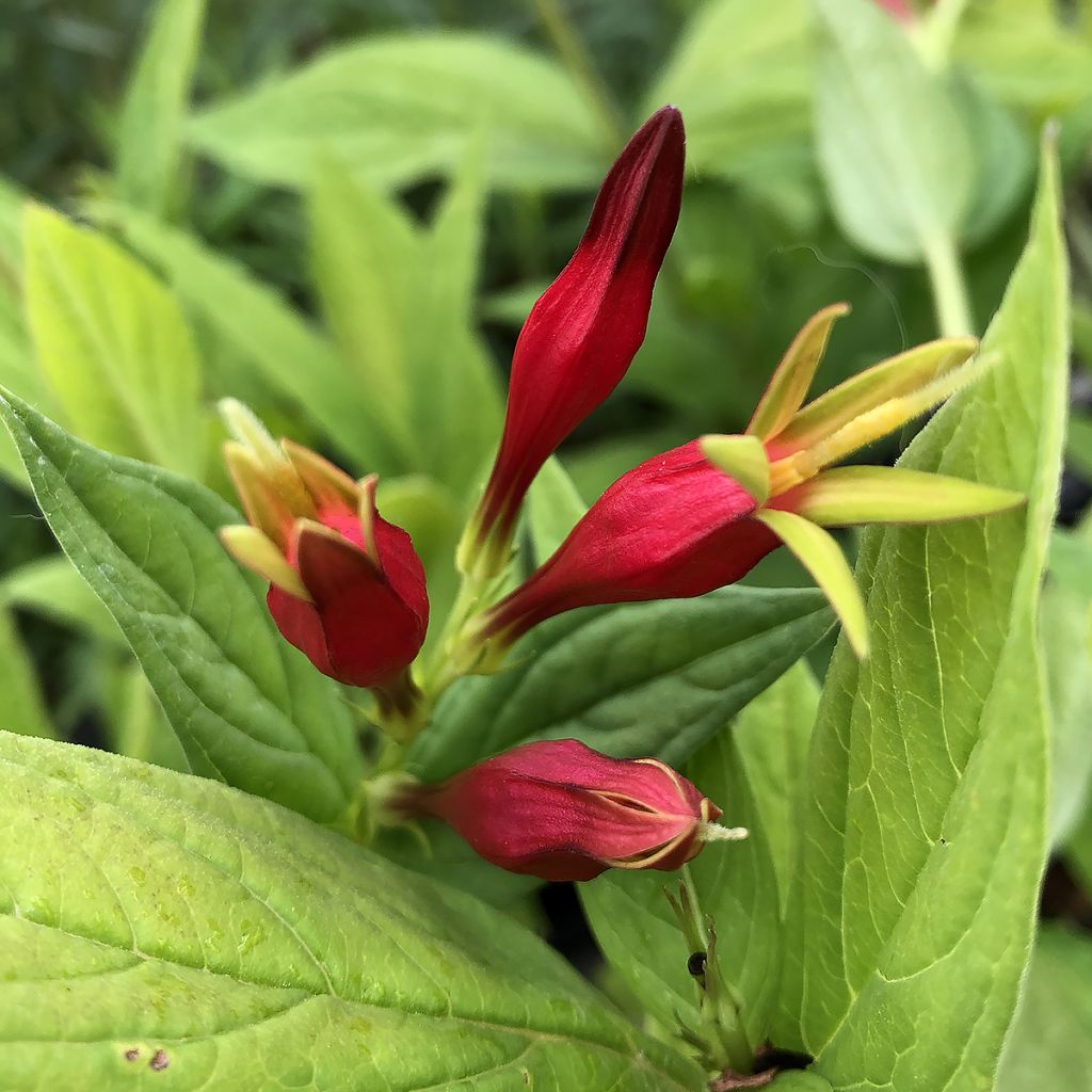 Spigelia marilandica Spigelia marilandica