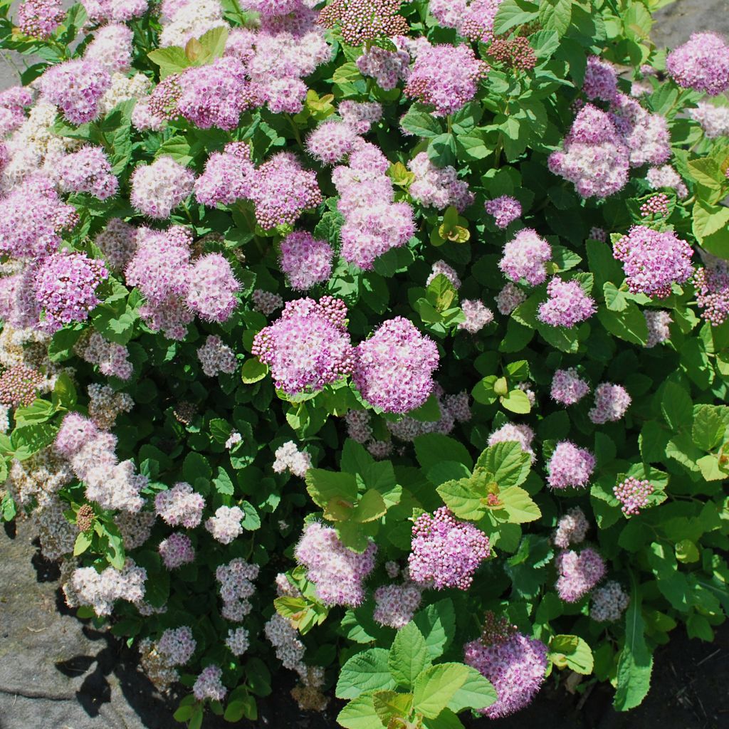 Birkenblättrige Spiere Pink Sparkler - Spiraea betulifolia