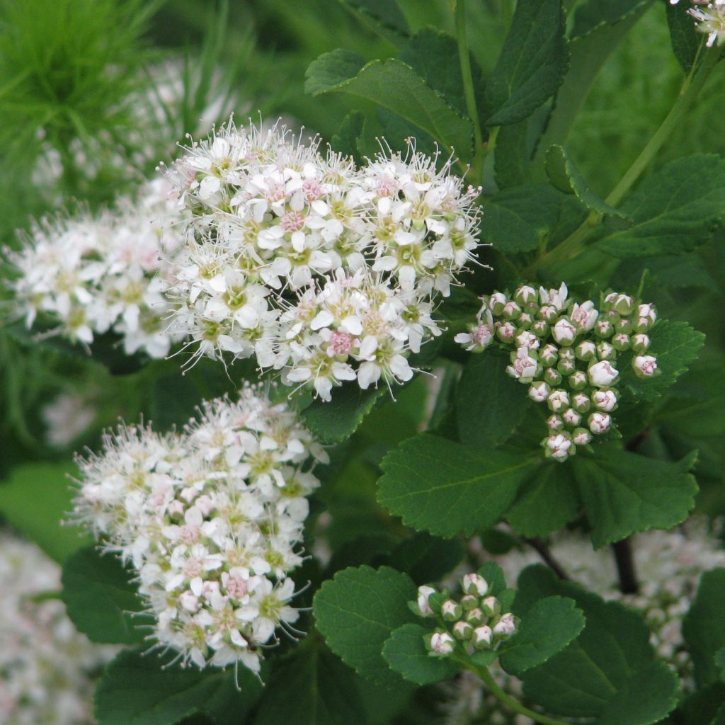 Birkenblättrige Spiere Tor - Spiraea betulifolia