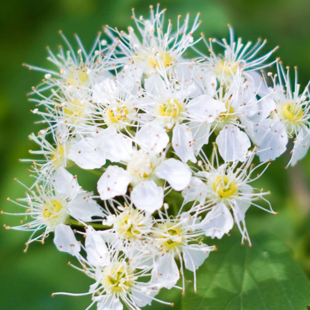 Birkenblättrige Spiere Tor - Spiraea betulifolia