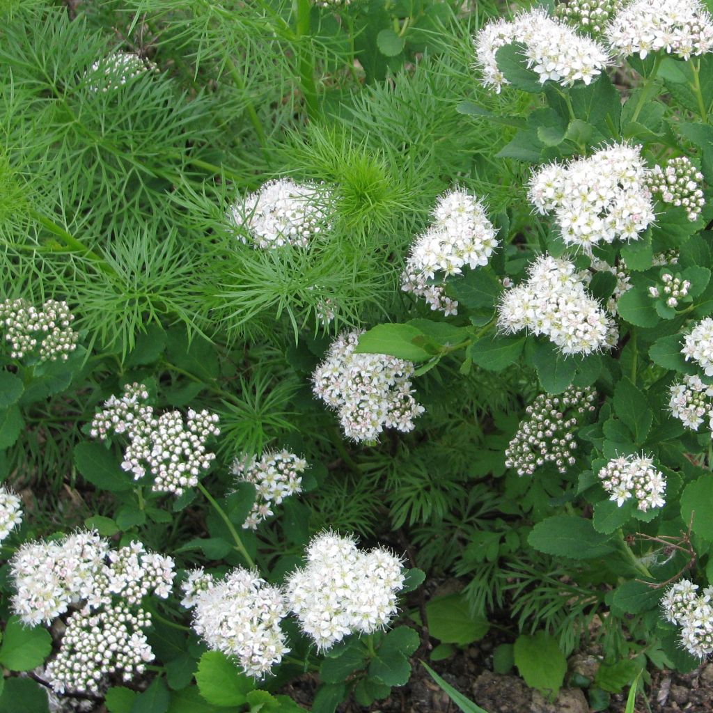 Birkenblättrige Spiere Tor - Spiraea betulifolia