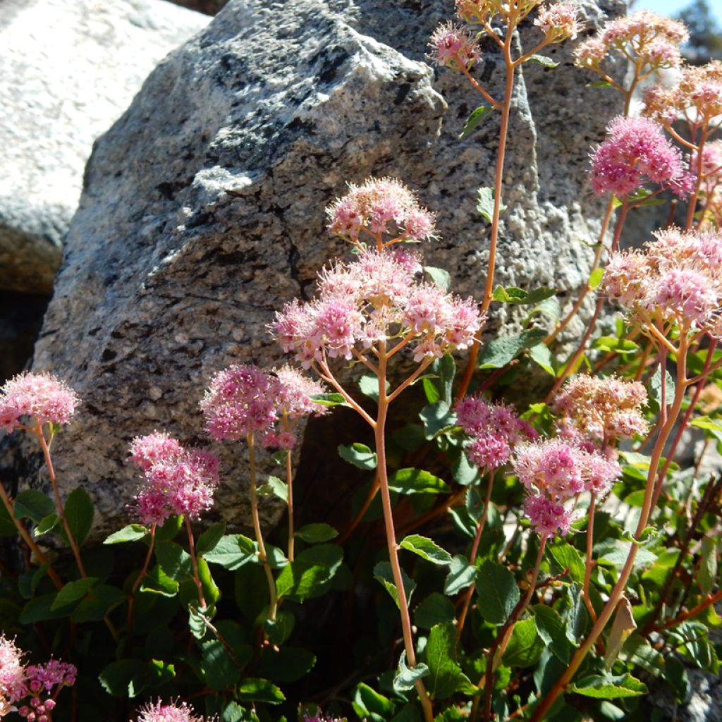 Spiraea densiflora (= splendens) - Spirée à fleurs denses