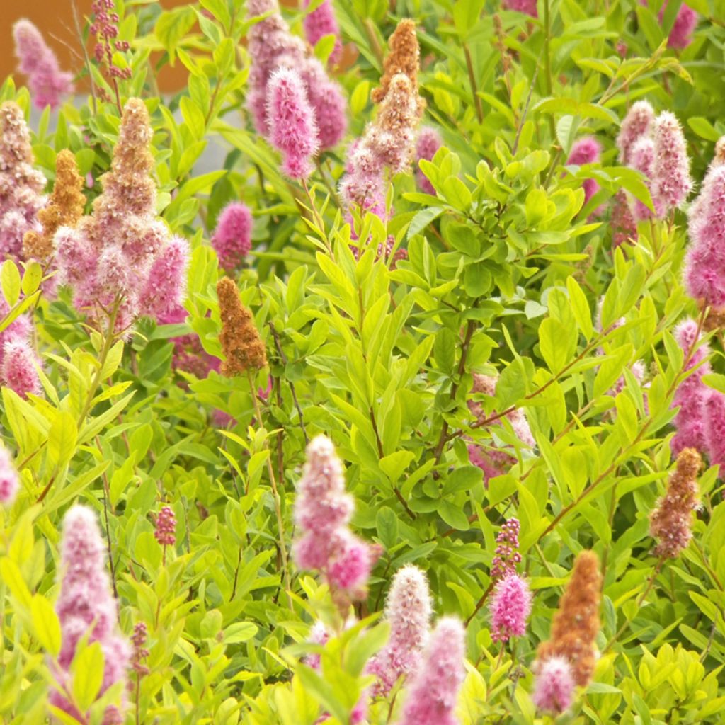 Spiraea douglasii - Spirée de Douglas