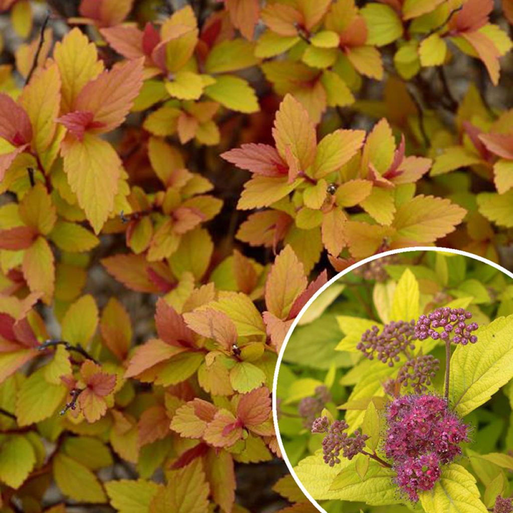 Sommerspiere Little Flame - Spiraea japonica