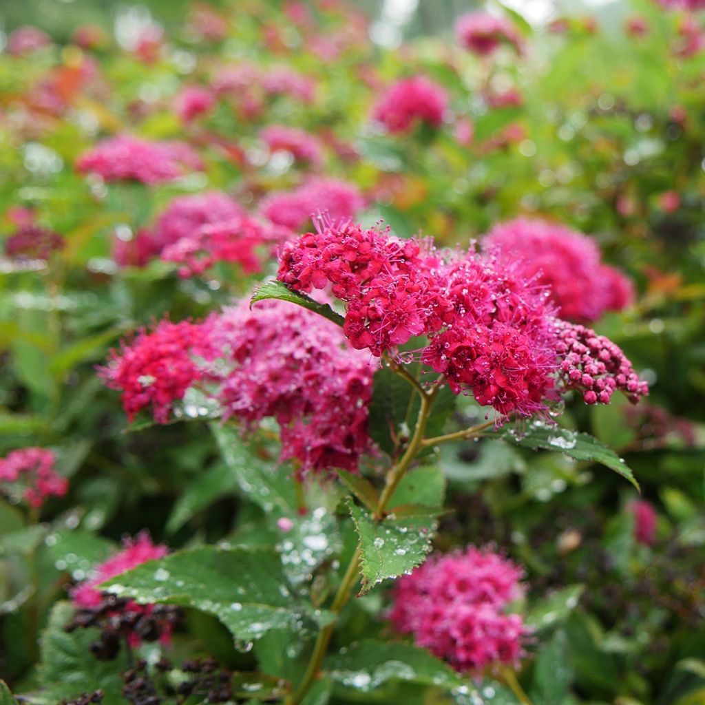 Spirée japonaise Double Play - Spiraea japonica