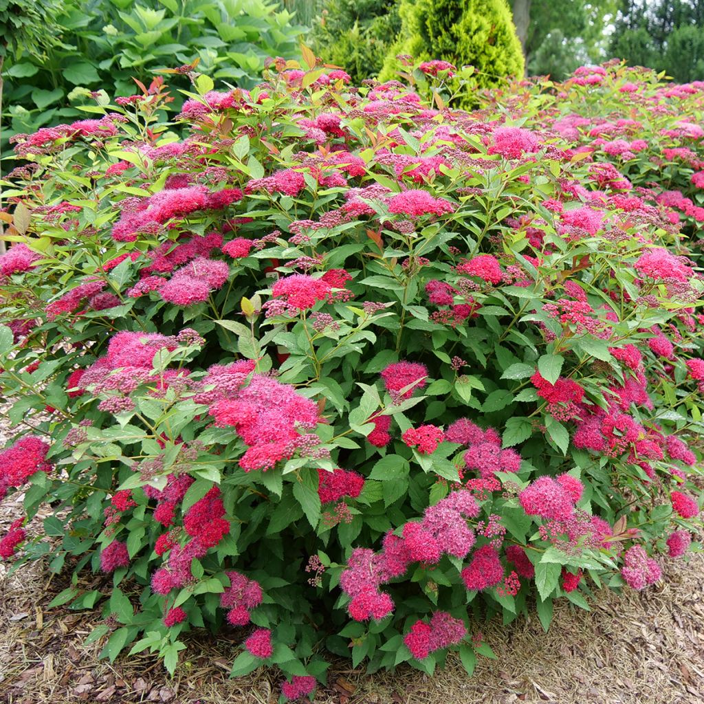 Spirée japonaise Double Play - Spiraea japonica