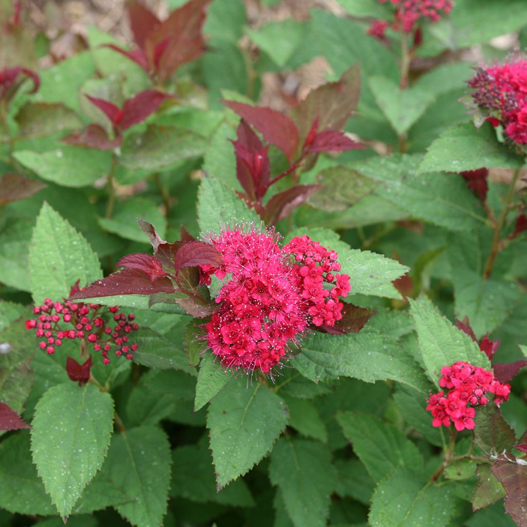 Spirée japonaise Double Play - Spiraea japonica