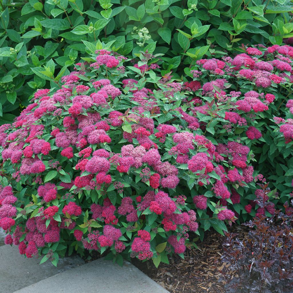 Spirée japonaise Double Play - Spiraea japonica