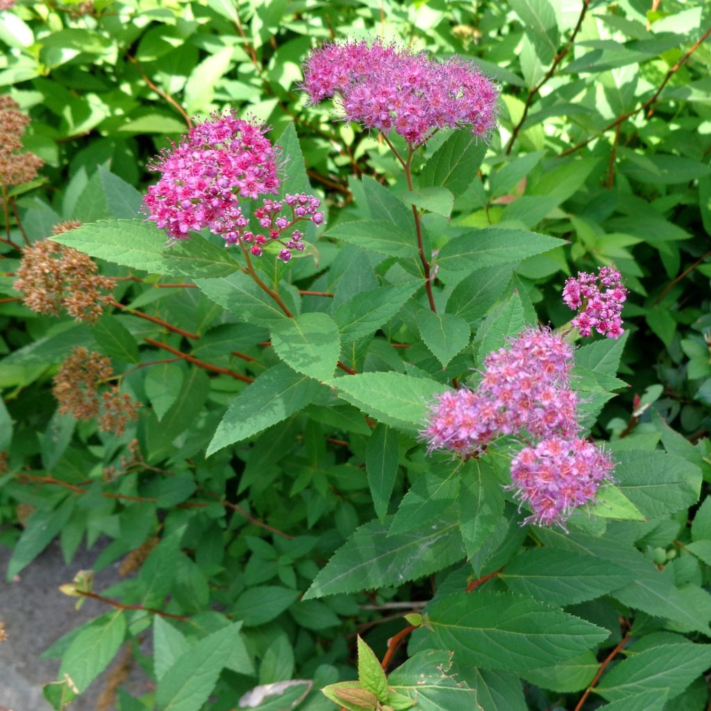 Sommerspiere Double Play Artist - Spiraea japonica