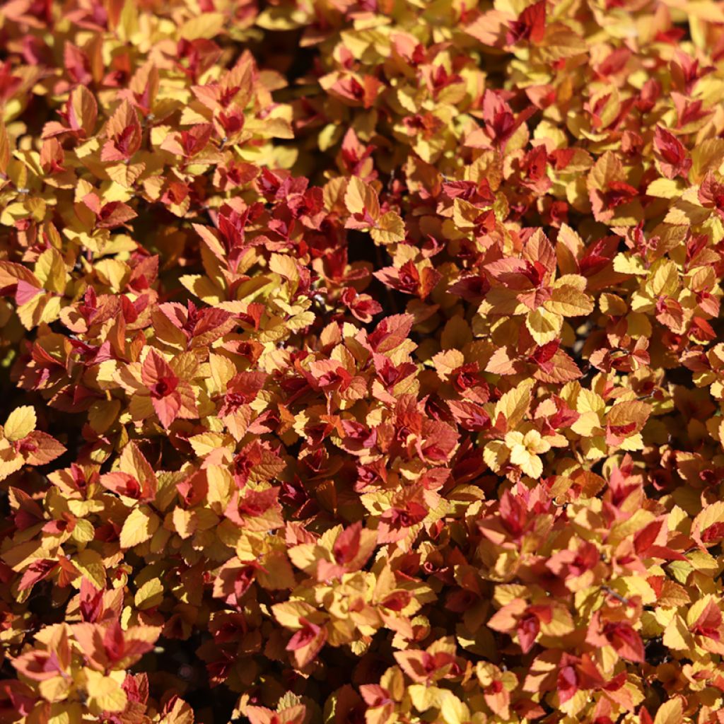 Sommerspiere Merlo Gold - Spiraea japonica